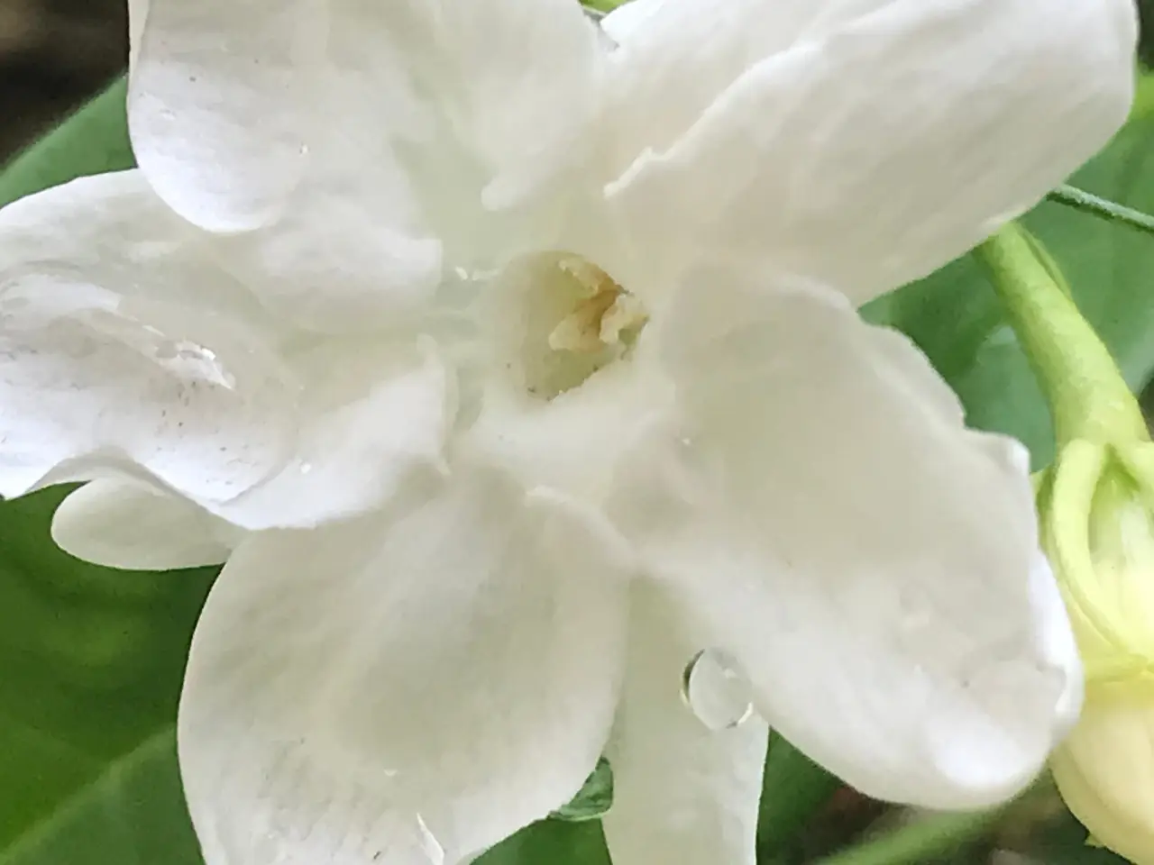 exploring flower 1 | zeroone - the cultural distribution engine